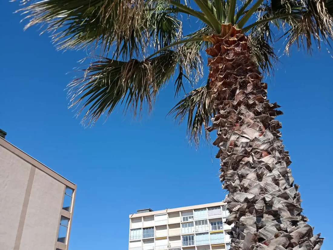 Location de Vacances Le Lavandou 281