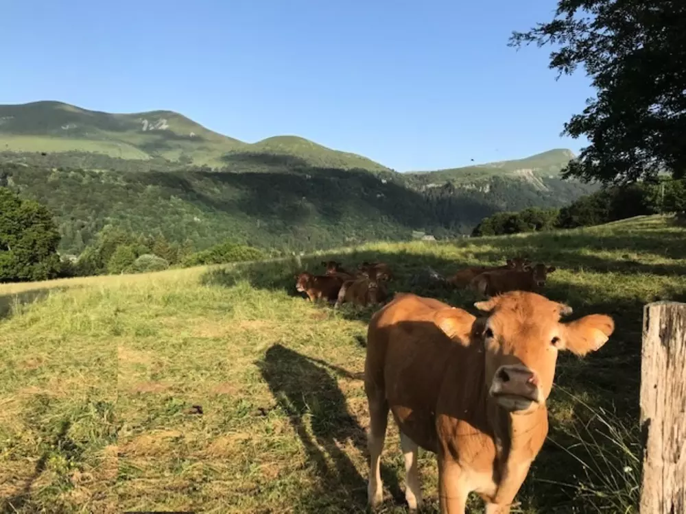 Location de Vacances Mont-Dore 238