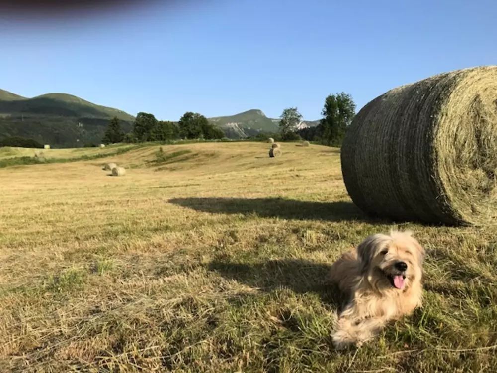 Location de Vacances Mont-Dore 300