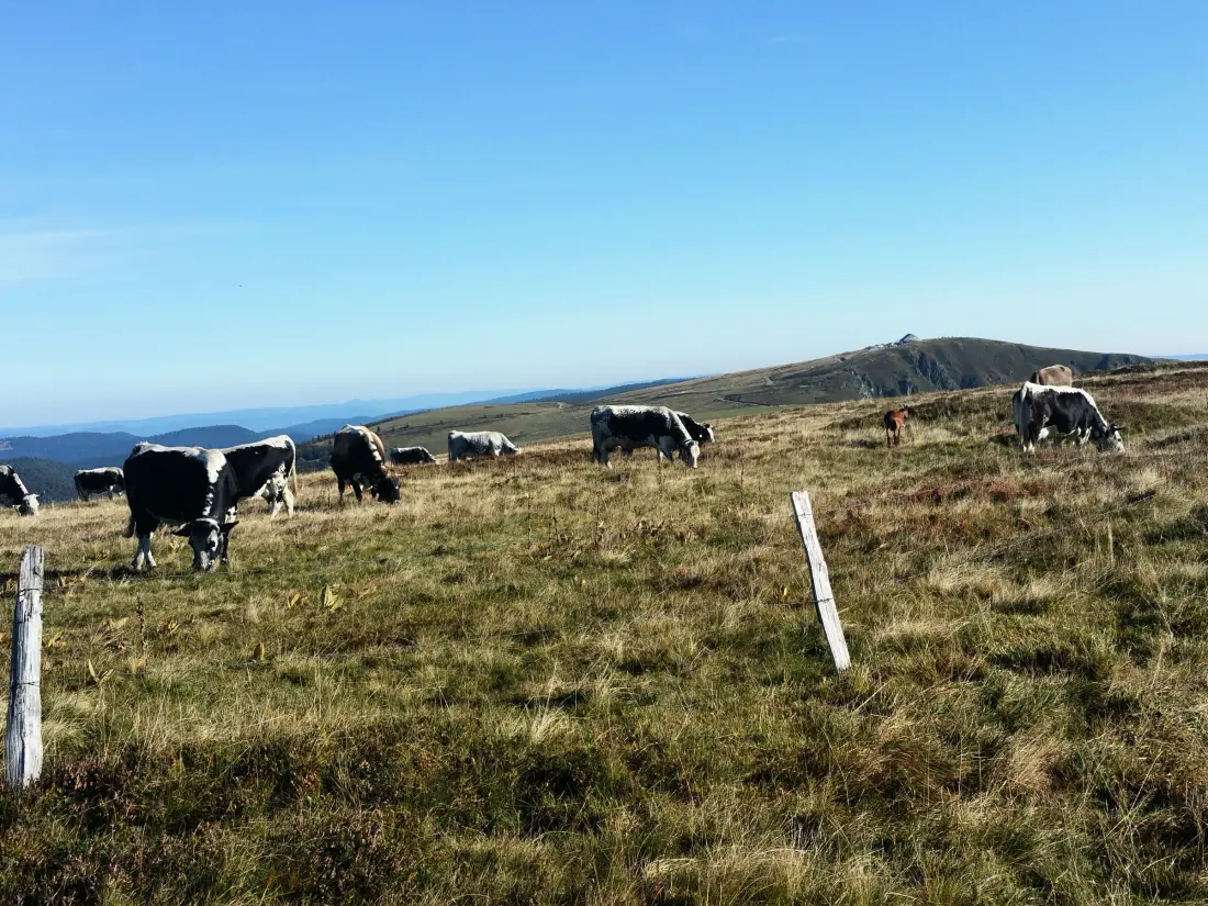 Location de Vacances Le Thillot 4