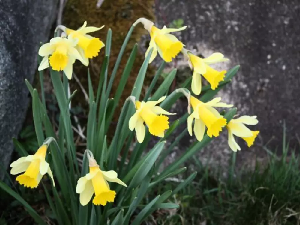 Location de Vacances Le Tholy 7