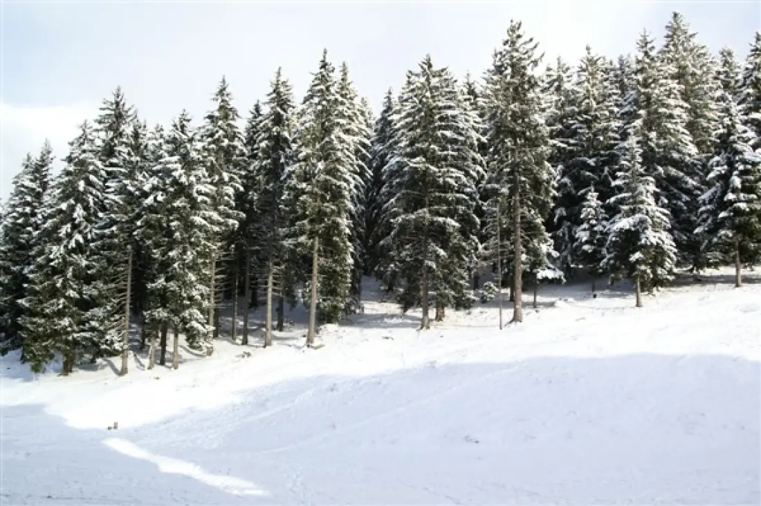 Résidence Sapins 2