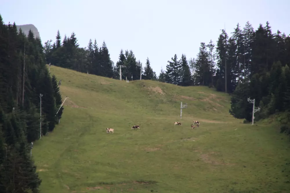 à Les Carroz-d'Arâches