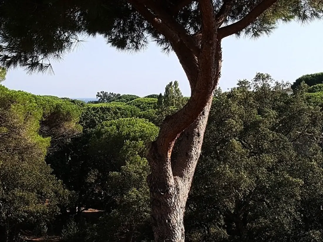 Location de Vacances Les Issambres 54