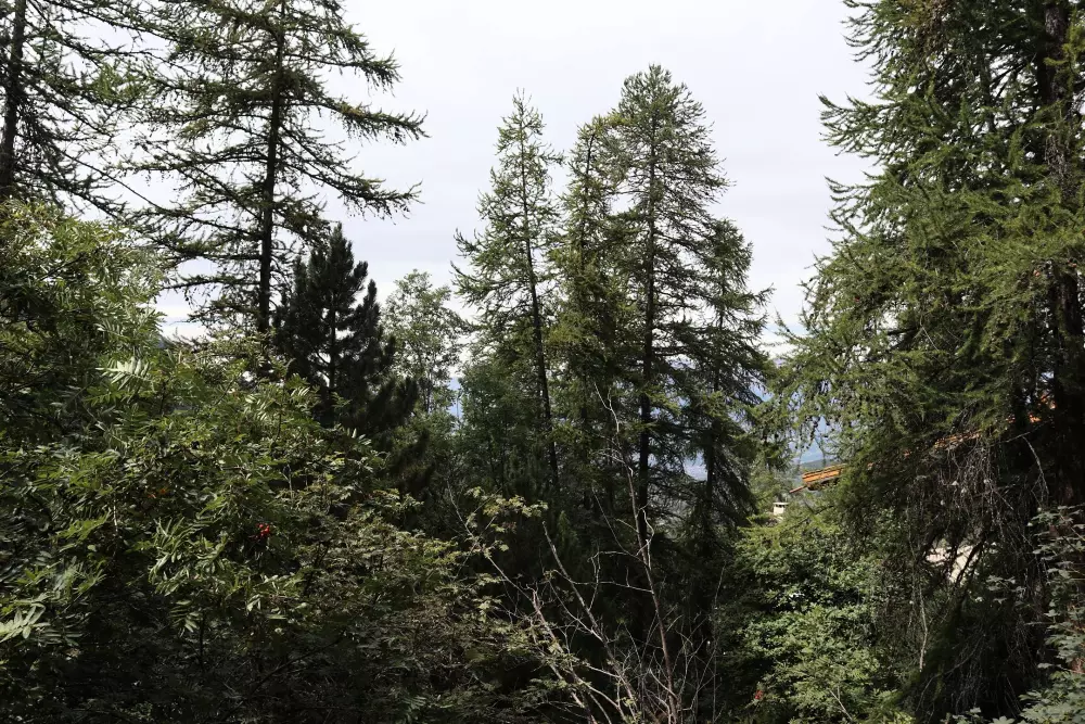 Résidence Chal. Les Chandelles