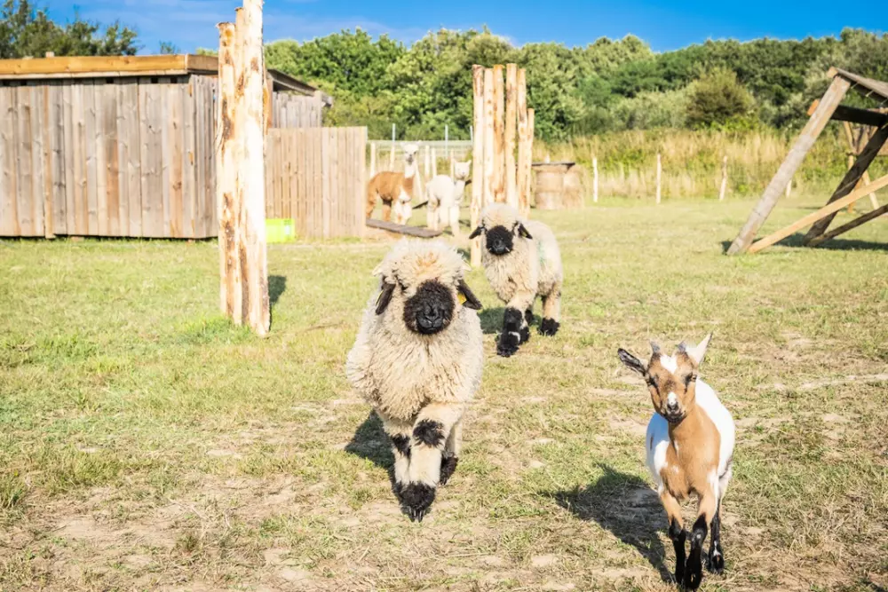 Camping Les Pirons 51 étoiles★