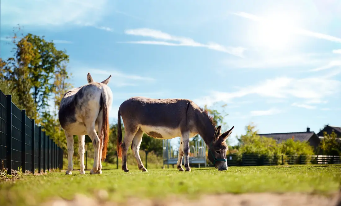 Center Parcs Park Allgäu