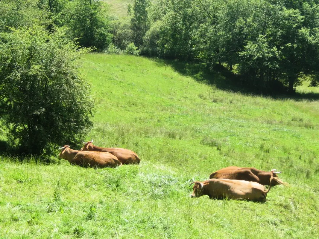 Gîte de France à Lissac sur Couze 3 épis
