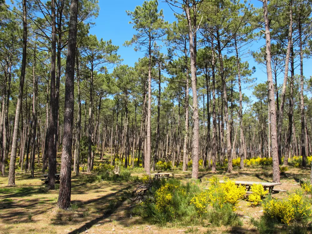 Maison de Vacances Lit et Mixe/Saint Julien en Born