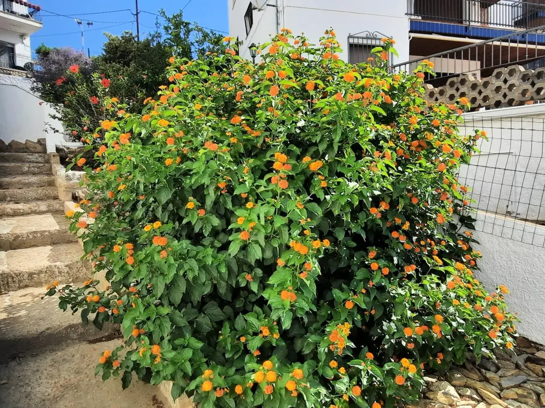 Location de Vacances Llançà 42