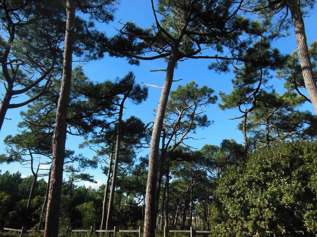 Location de Vacances Moliets-et-Maa 95