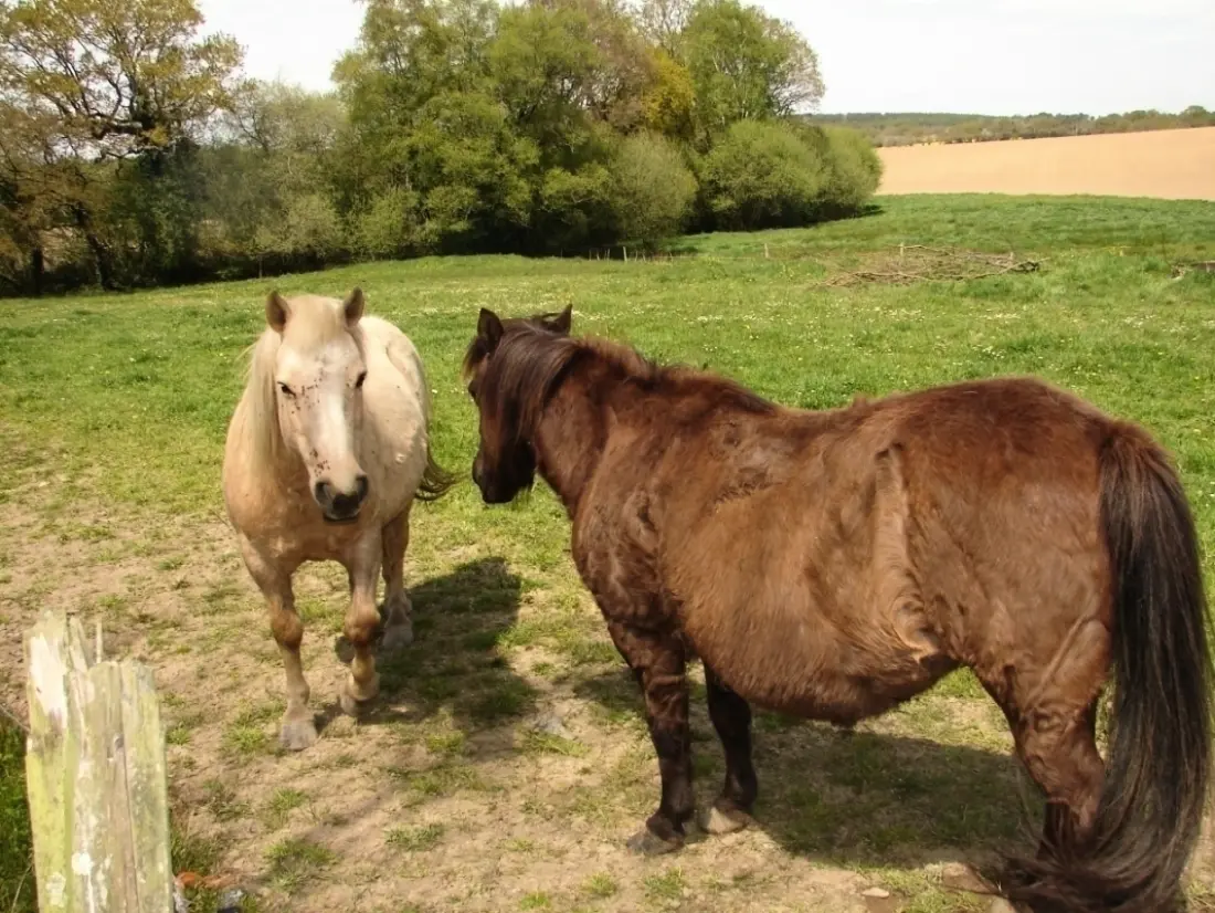 Gîte de France Le gîte du procureur 3 épis