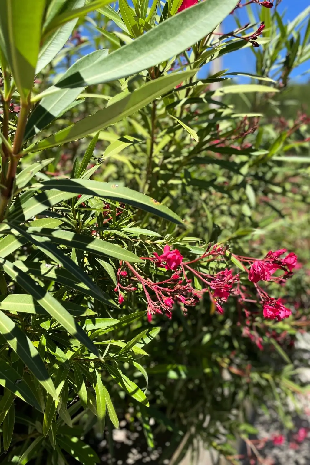 Maison de Vacances Montferrat
