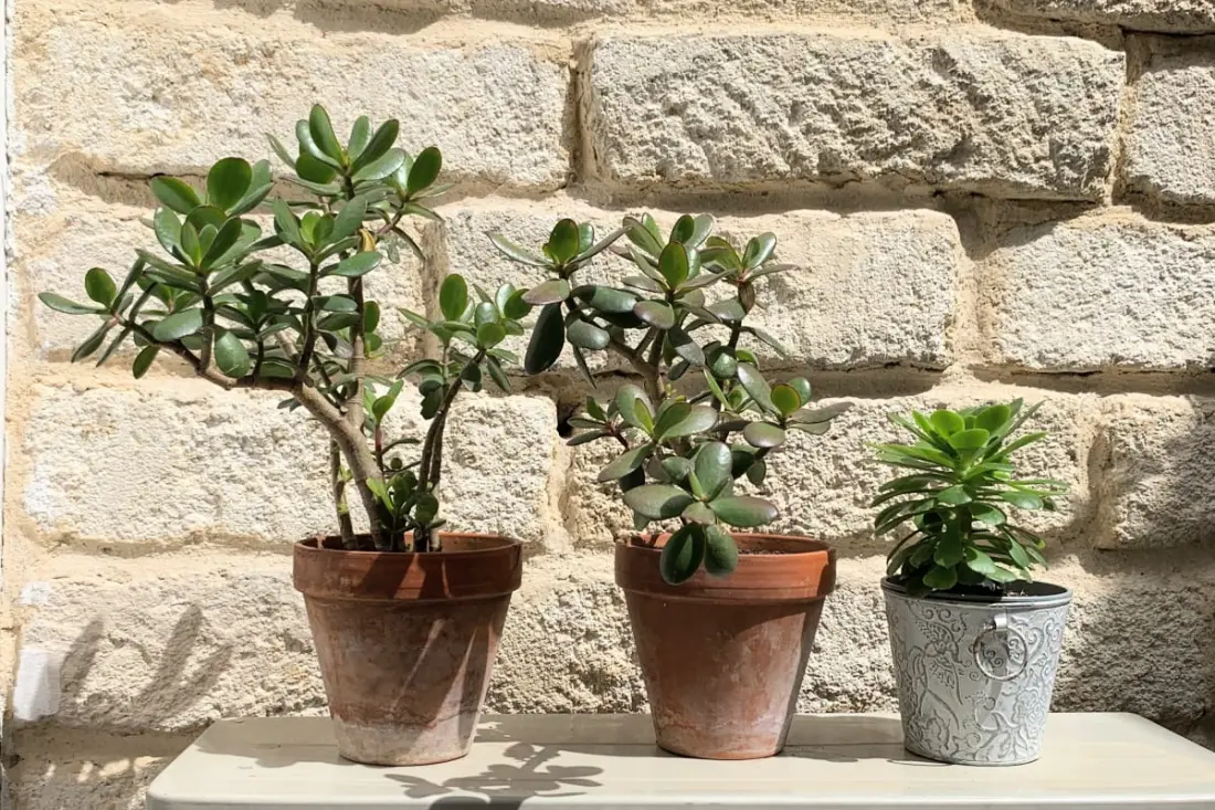 Home Chic Home - La Terrasse Bazille