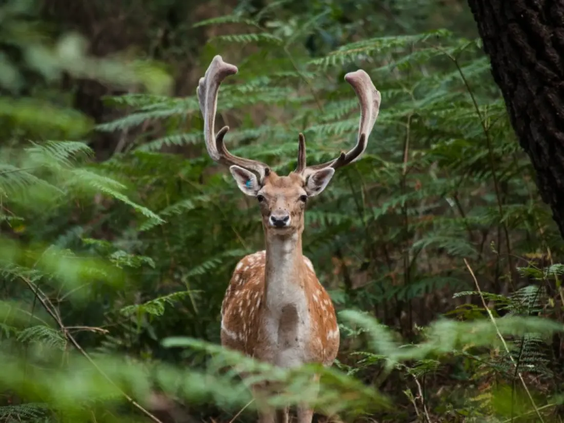Center Parcs - Domaine Le Bois aux Daims