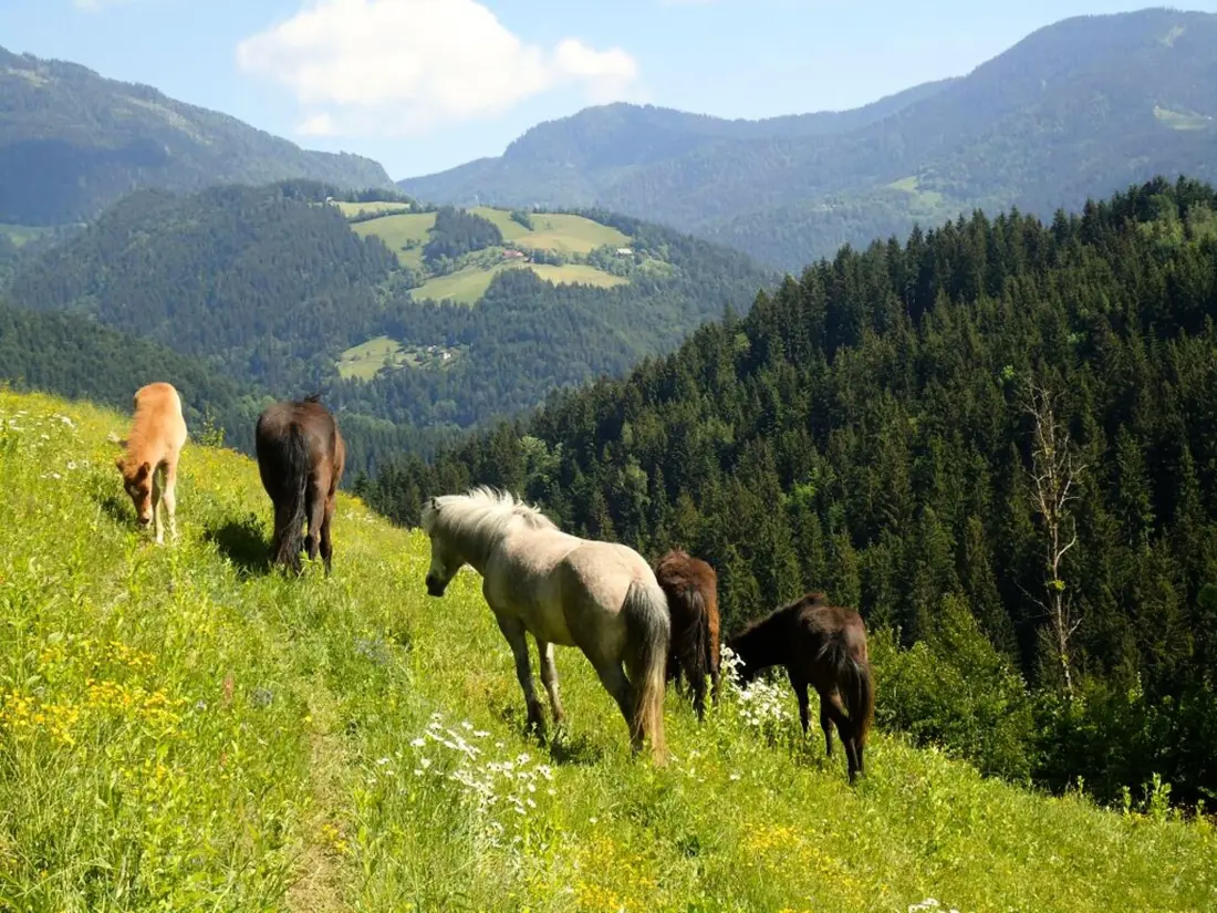 Forest Camping Mozirje 3 étoiles★★★
