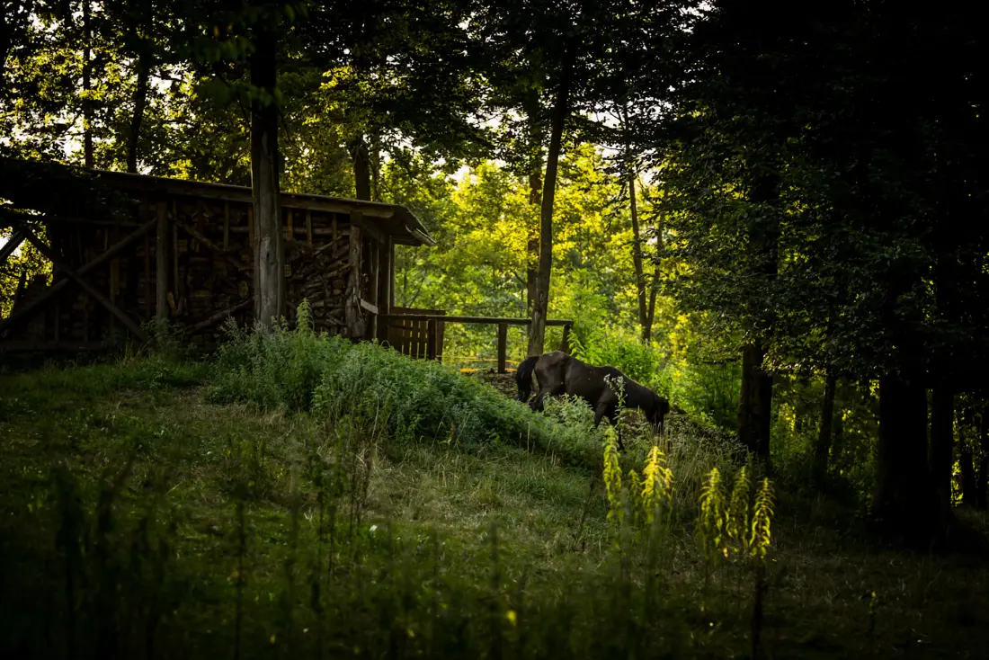 Forest Camping Mozirje 3 étoiles★★★