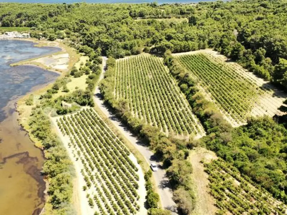 Camping Club La Côte Des Roses 45 étoiles★★★★★ - MS VACANCES 5 étoiles★★★★★