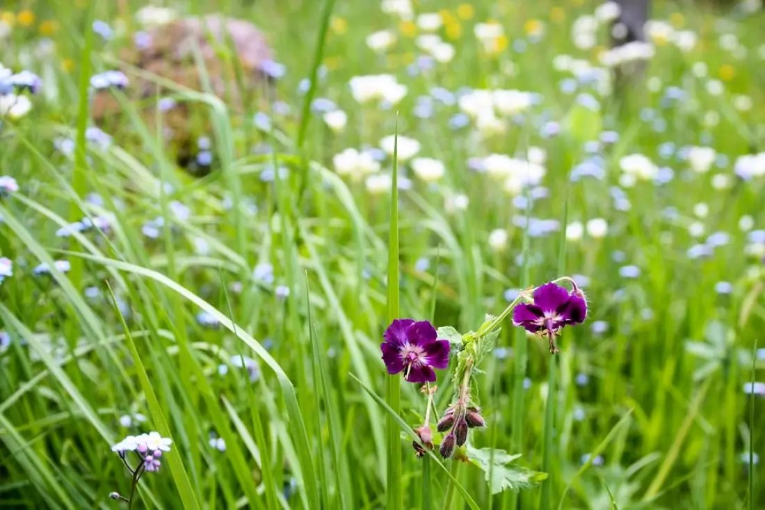Flower Camping Le Belvédère - Auvergne - Cantal 4 étoiles★★★★