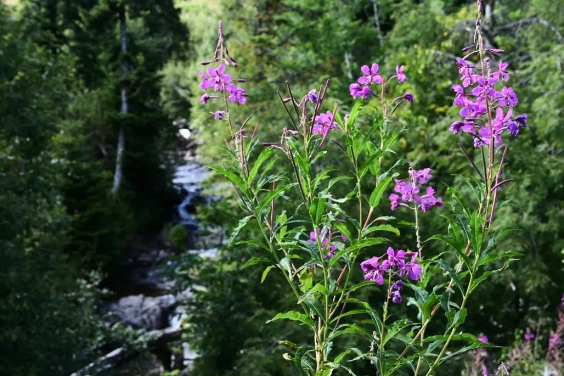 Flower Camping Le Belvédère - Auvergne - Cantal 4 étoiles★★★★