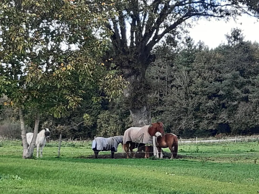 Gîte de France Les roses trémières 3 épis