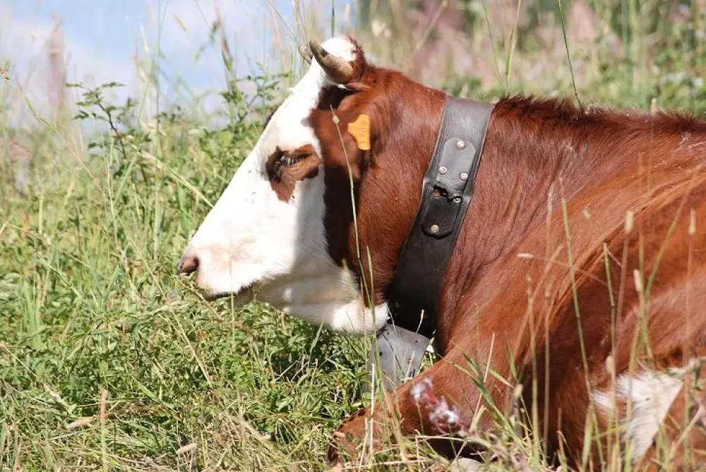 Résidence L'ancolie