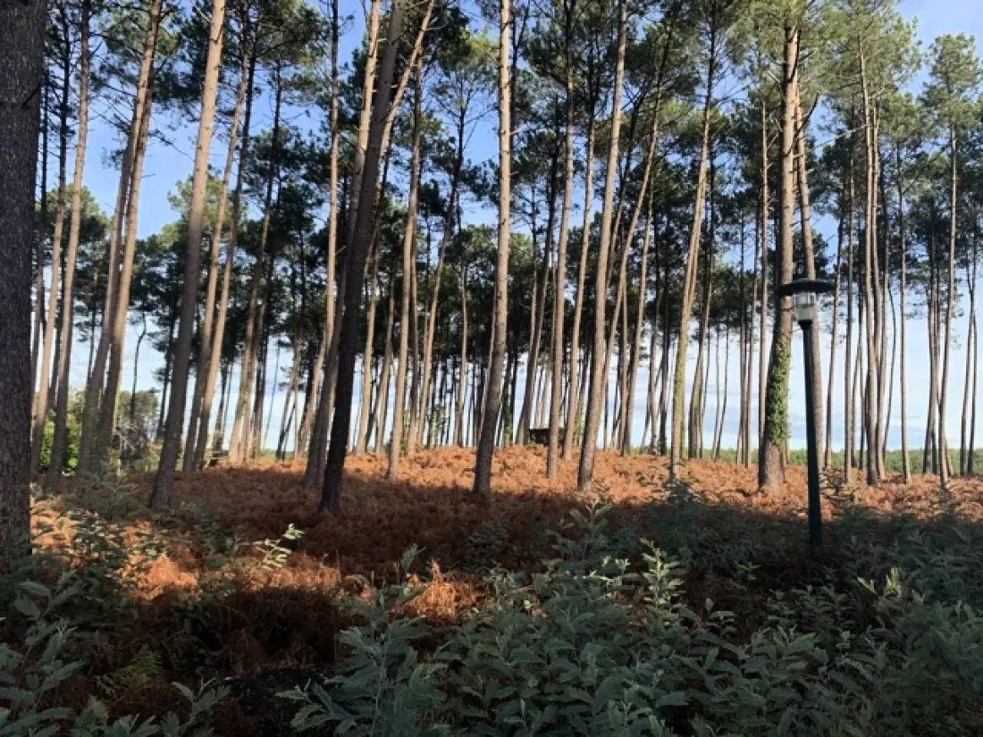 Camping L'Orée des Landes 3 étoiles★★★