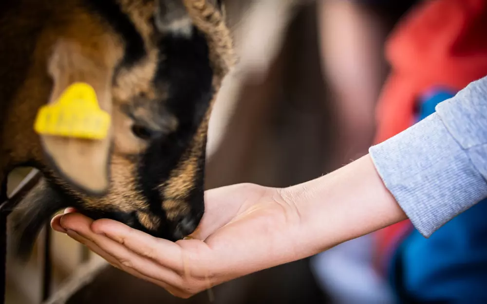 Camping Ferme Pédagogique de Prunay 41 étoiles★