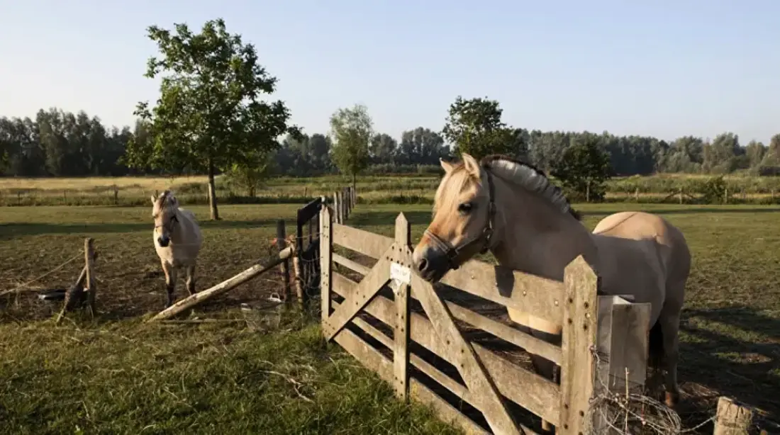 Hoeve de Pippert