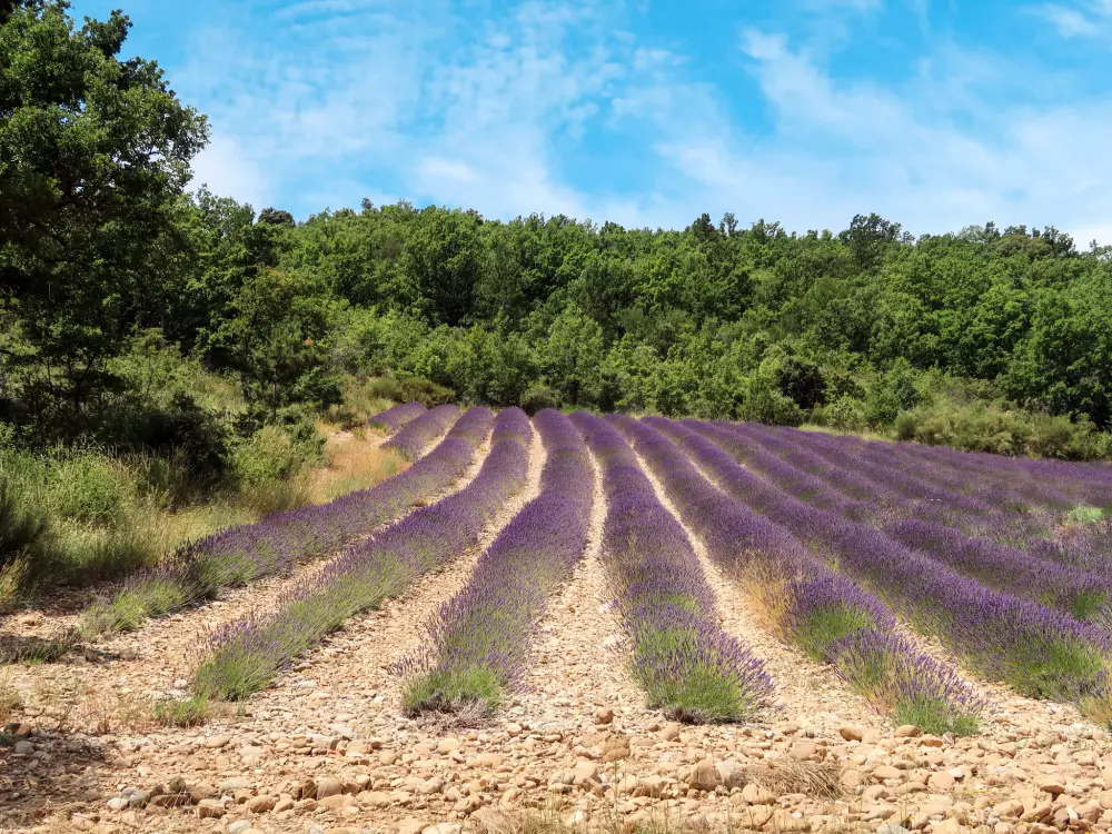 Maison de Vacances Oraison-Villeneuve