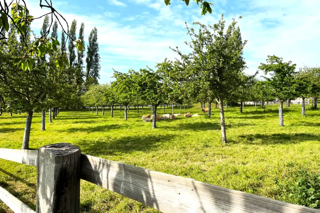 🍎 La Tourterelle - Vue Mer - Domaine D'apreval