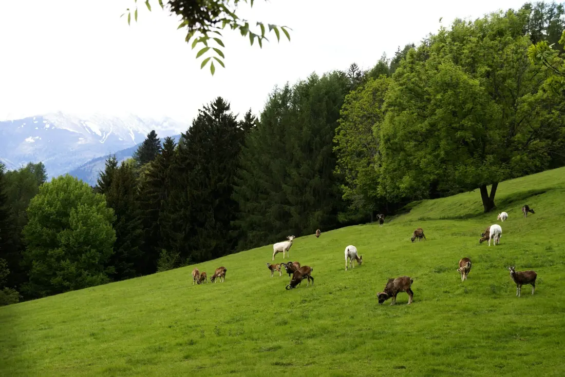 Camping Bella Austria4 étoiles★★★★