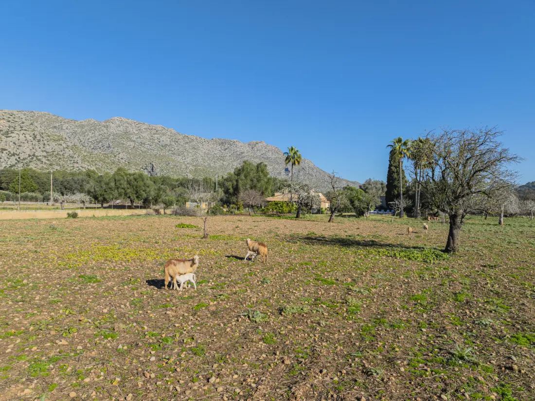 Maison de Vacances Pollença 103