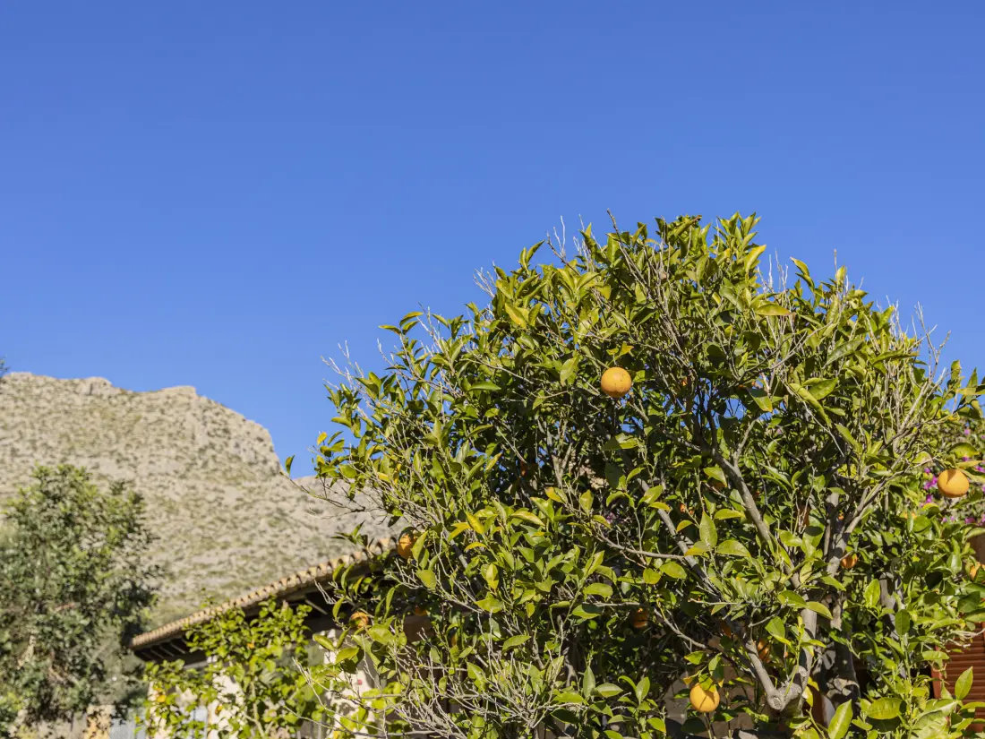 Maison de Vacances Pollença 103