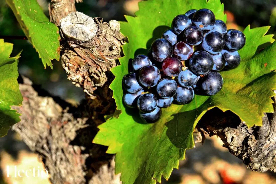 Grande Bastide | Domaine Tour Campanets
