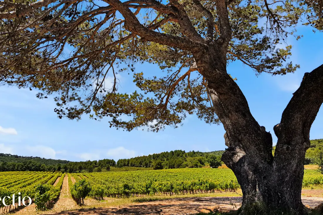 Grande Bastide | Domaine Tour Campanets