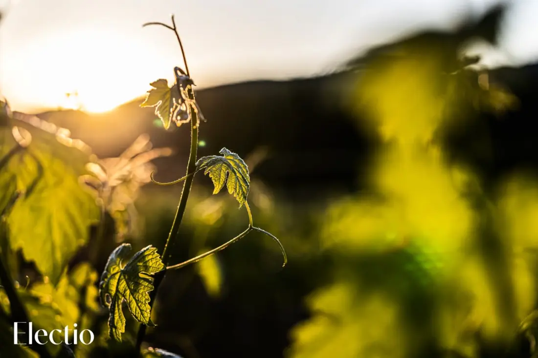 Grande Bastide | Domaine Tour Campanets