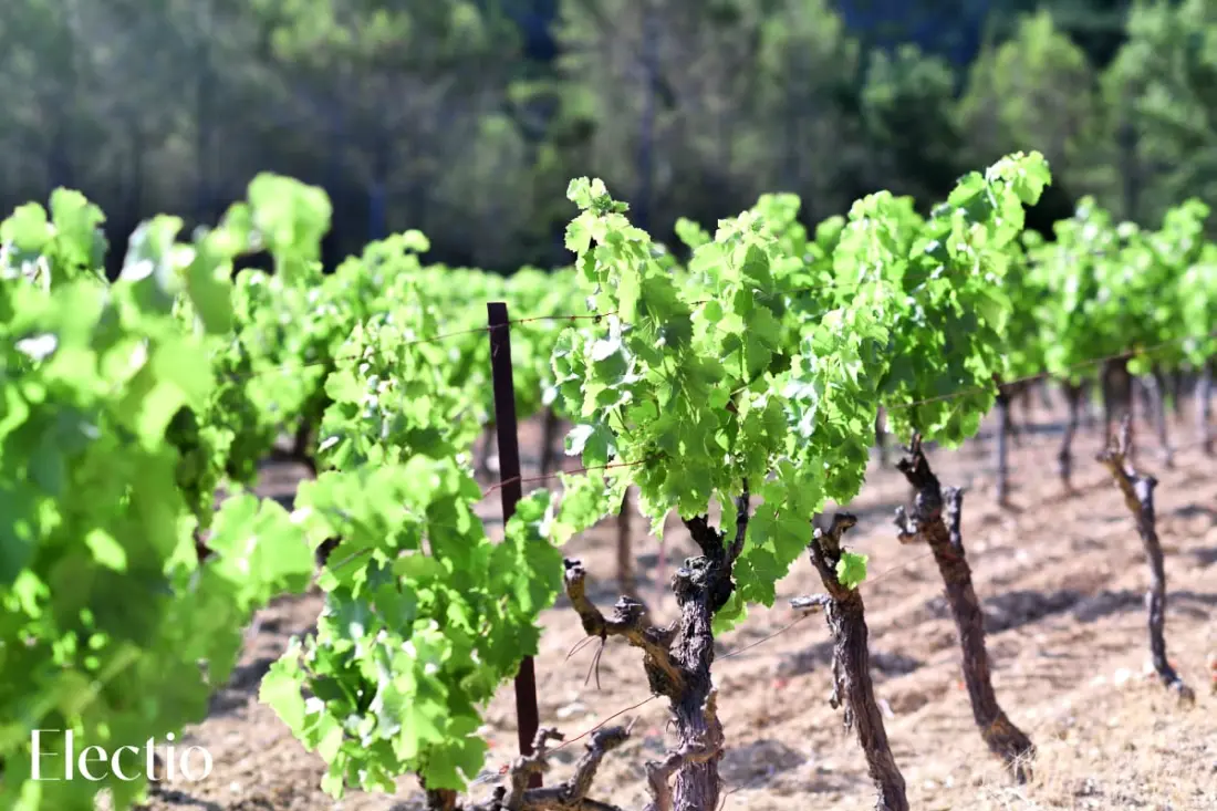 Grande Bastide | Domaine Tour Campanets