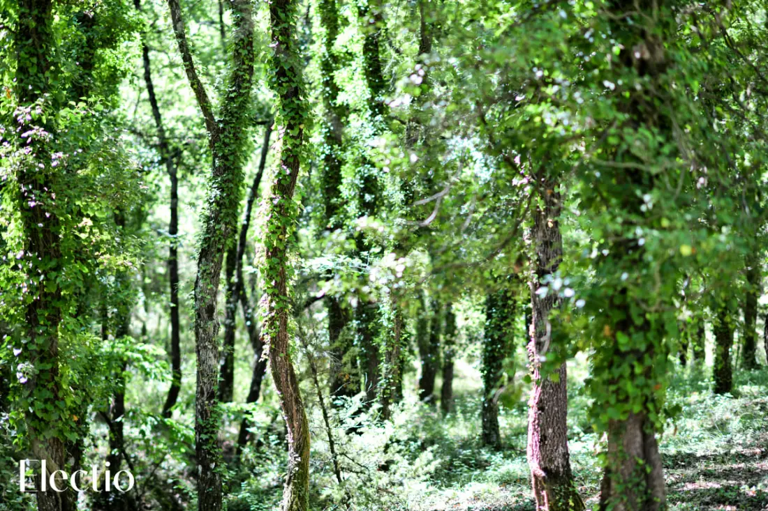Grande Bastide | Domaine Tour Campanets