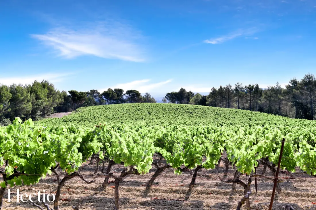 Grande Bastide | Domaine Tour Campanets