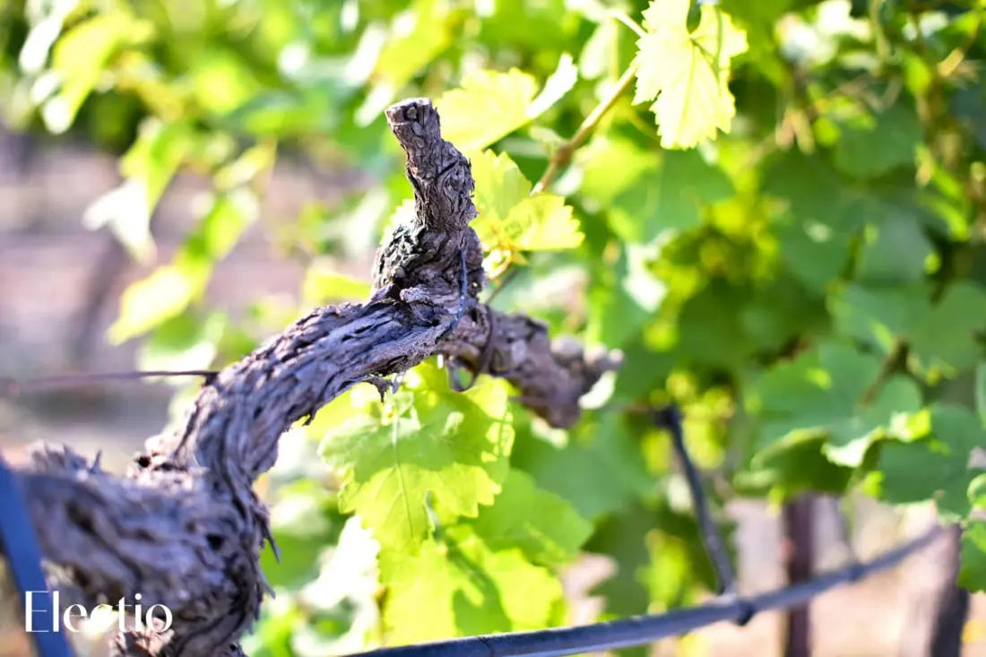 Grande Bastide | Domaine Tour Campanets