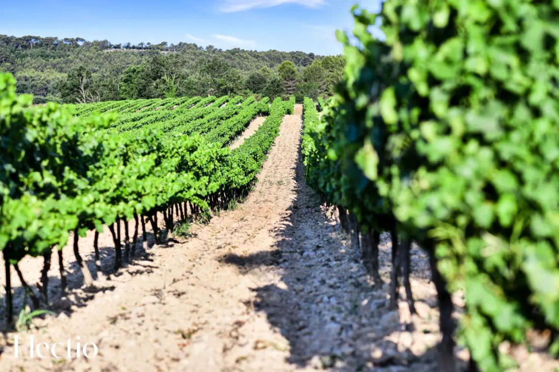 Le Pigeonnier | Domaine Tour Campanets