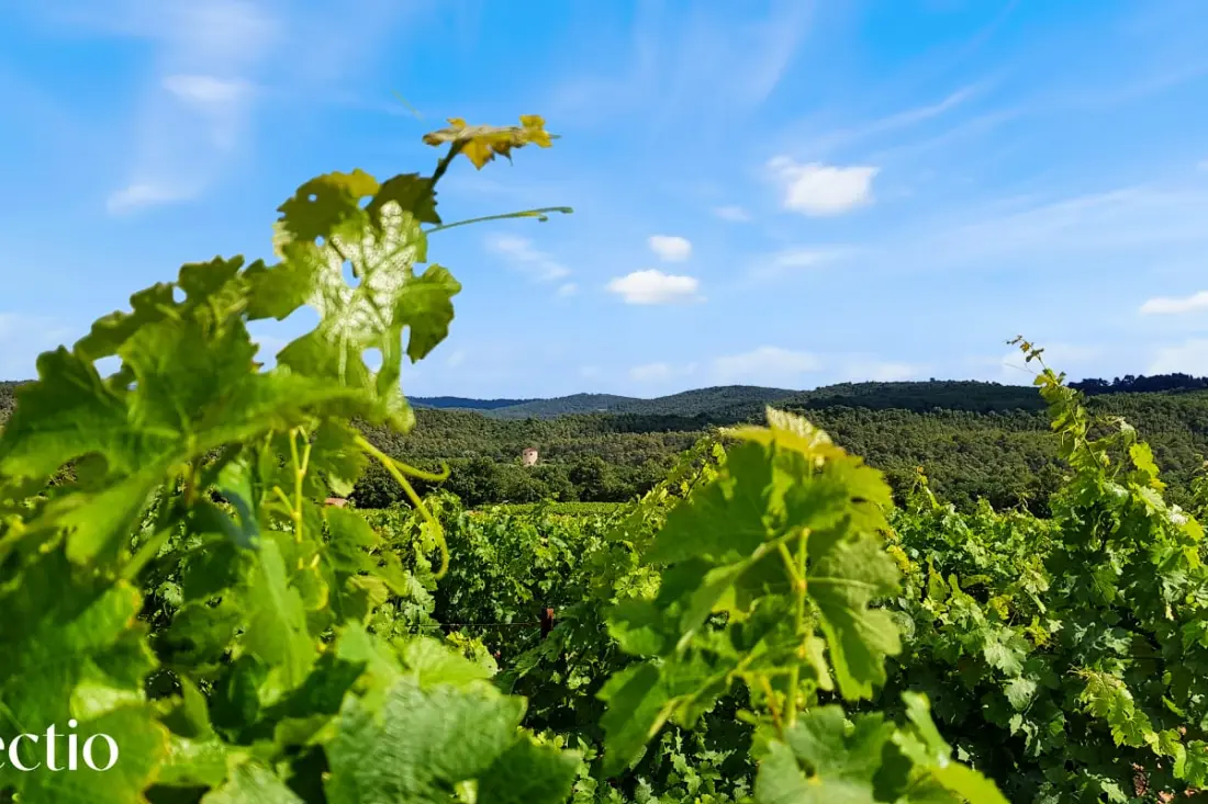Le Pigeonnier | Domaine Tour Campanets