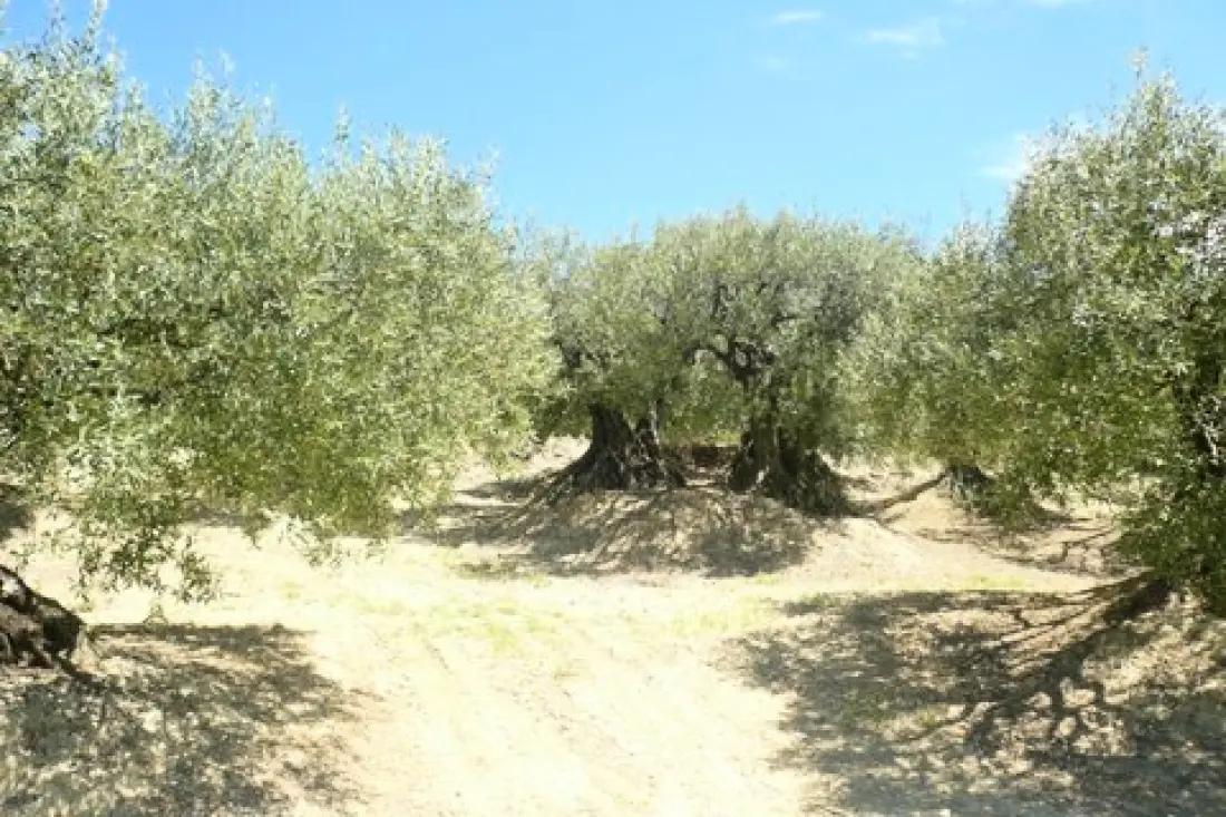 Le Clos du Ventoux