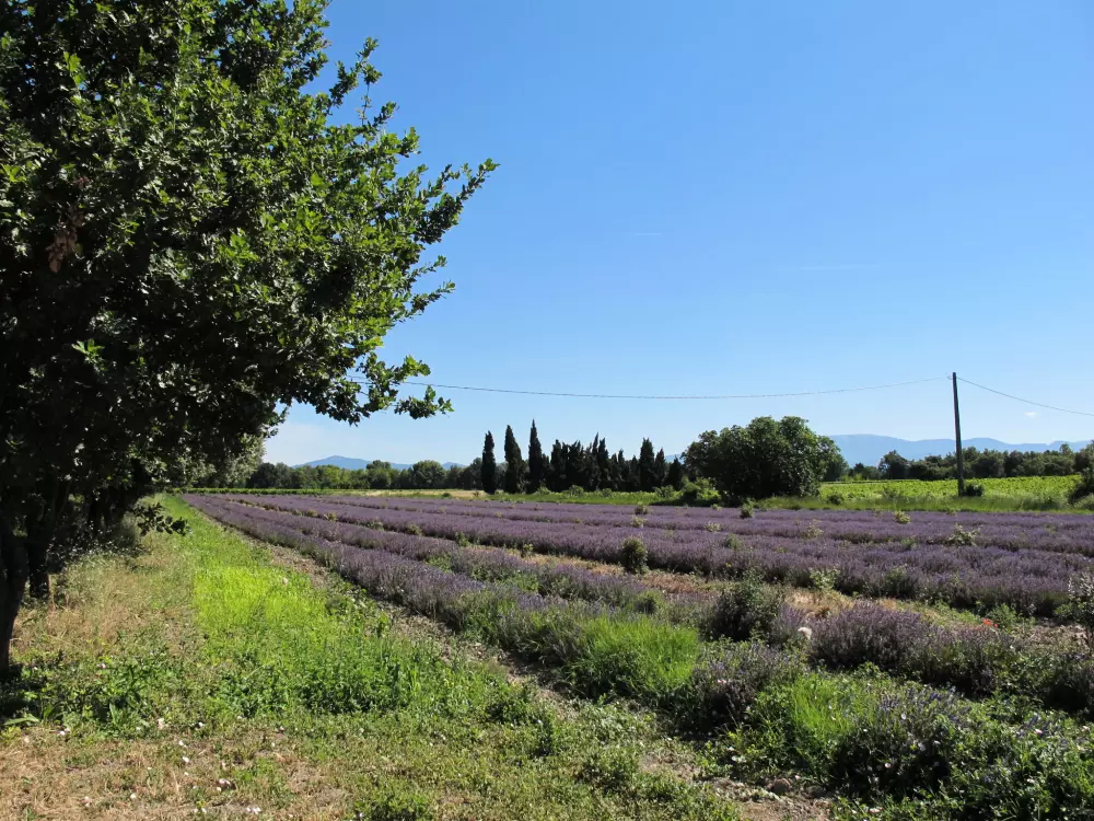 Maison de Vacances Richerenches