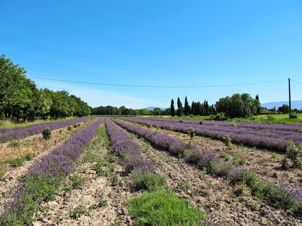 Maison de Vacances Richerenches