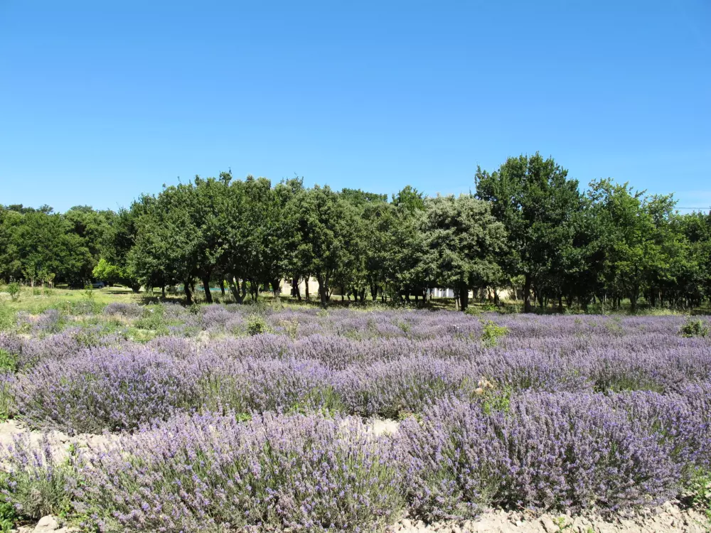 Maison de Vacances Richerenches