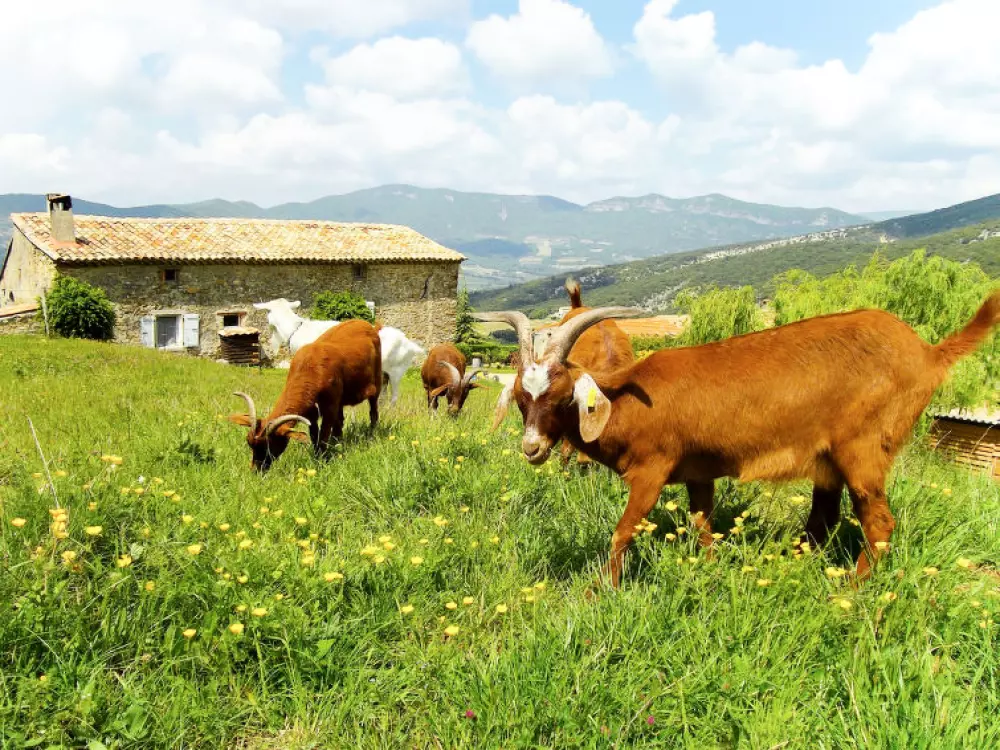 Maison de Vacances Roche St Secret Béconne