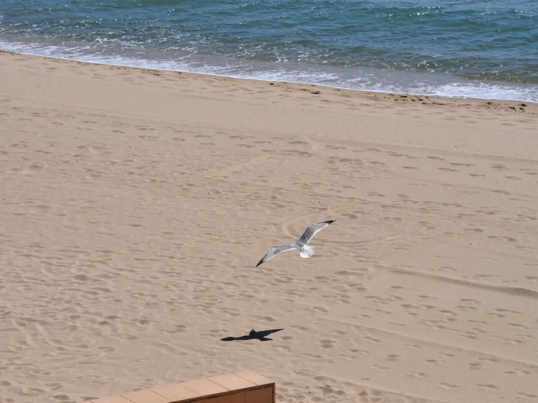 Location de Vacances Roses 1156