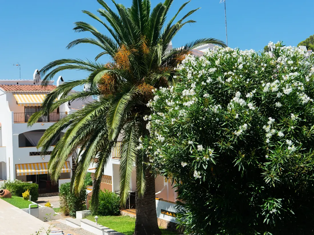 Location de Vacances Roses 1311
